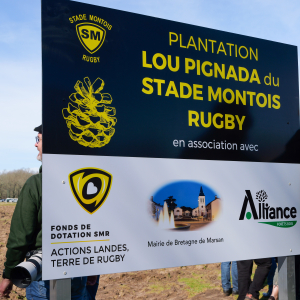 Image de Plantations des pins à Bretagne de Marsan