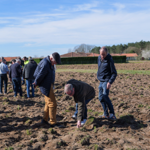 Image de Plantations des pins à Bretagne de Marsan