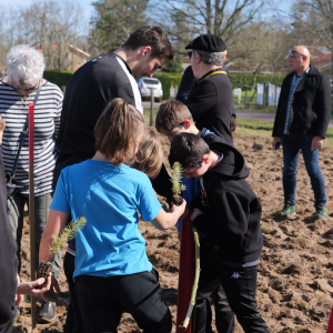 Image de Plantations des pins à Bretagne de Marsan