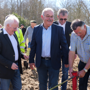 Image de Plantations des pins à Bretagne de Marsan