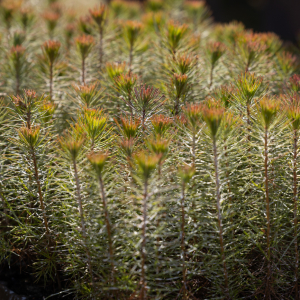 Image de Plantations des pins à Bretagne de Marsan - Cyrille VIDAL