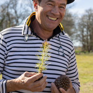 Image de Plantations des pins à Bretagne de Marsan - Cyrille VIDAL