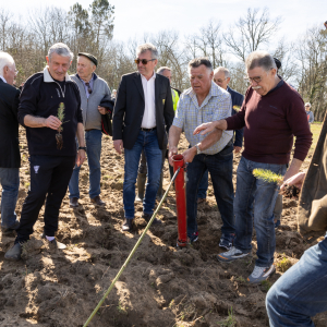 Image de Plantations des pins à Bretagne de Marsan - Cyrille VIDAL