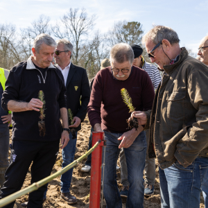 Image de Plantations des pins à Bretagne de Marsan - Cyrille VIDAL