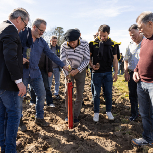 Image de Plantations des pins à Bretagne de Marsan - Cyrille VIDAL