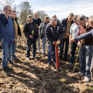 Image de Plantations des pins à Bretagne de Marsan - Cyrille VIDAL