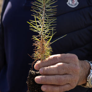 Image de Plantations des pins à Bretagne de Marsan - Cyrille VIDAL