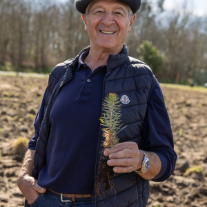 Image de Plantations des pins à Bretagne de Marsan - Cyrille VIDAL