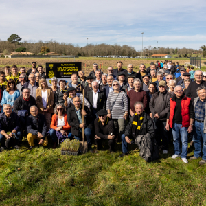 Image de Plantations des pins à Bretagne de Marsan - Cyrille VIDAL