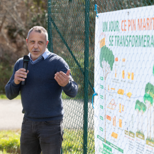 Image de Plantations des pins à Bretagne de Marsan - Cyrille VIDAL